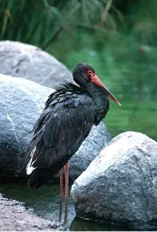 Storks: BLACK STORK - standing