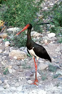 Storks: BLACK STORK - standing on rocky ground