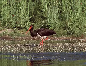Storks: BLACK STORK - WADING