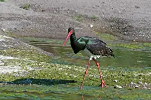 Lesvos: Black Stork - walking along in edge of river