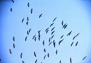 Storks: BLACK STORKS - flock in flight, migration