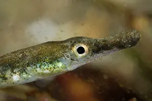 Syngnathus: Black-striped Pipefish - juvenile