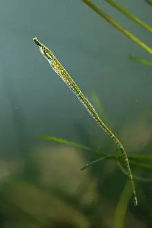 Syngnathus: Black-striped Pipefish - juvenile