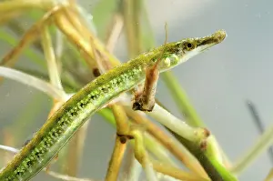 Thin: Black-striped Pipefish - subadult