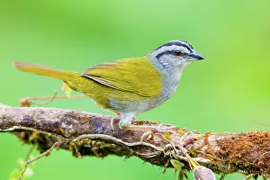 Arenal: Black-striped Sparrow