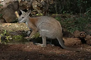 010818: Black-striped Wallaby