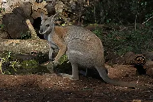 010818: Black-striped Wallaby