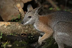 010818: Black-striped Wallaby