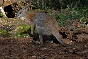 Macropus: Black-striped Wallaby