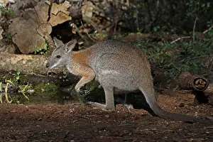 Macropus: Black-striped Wallaby