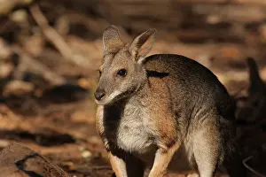 Wallaby: Black-striped Wallaby 4903