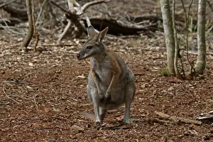 Wallaby: Black-striped Wallaby A2938