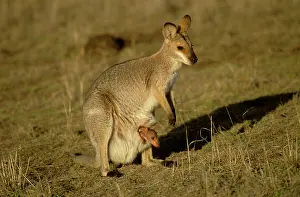 Pouches: Black-striped Wallaby - with joey in pouch