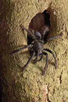 Tarantula: Black Sulawesi tarantula (Cyriopagopus sp Sulawesi