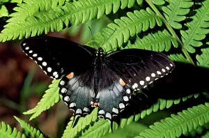 Polyxenes: Black Swallowtail