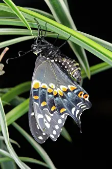 Polyxenes: Black Swallowtail Butterfly