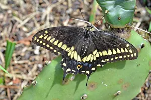 Papilionidae: Black Swallowtail Butterfly