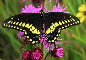 Papilionidae: Black Swallowtail Butterfly