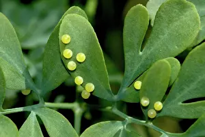 Swallowtail: Black Swallowtail Butterfly Eggs