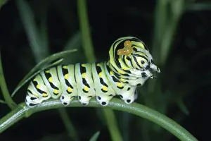 Pheromones: Black Swallowtail Caterpillar
