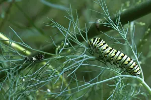 Papilionid: Black Swallowtail Caterpillars