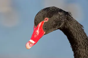 Bills: Black Swan