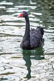 Atratus: Black Swan