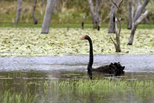 Swampland: Black Swan