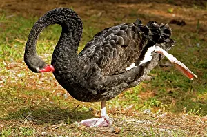 Atratus: Black Swan