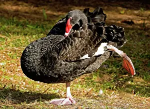 Atratus: Black Swan