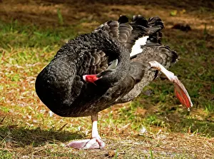 Atratus: Black Swan