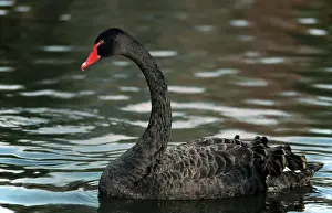 Atratus: Black Swan