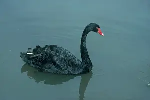 Atratus: Black Swan