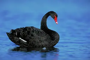 Atratus: Black Swan