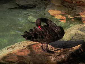 Atratus: Black Swan
