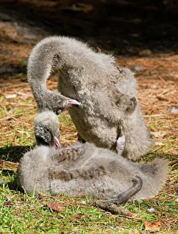 Cygnet: Black Swan