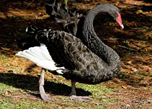 Atratus: Black Swan