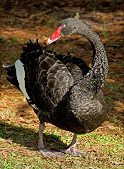 Atratus: Black Swan