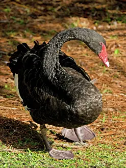Atratus: Black Swan