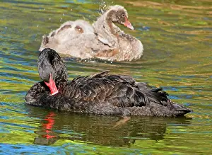 Cygnet: Black Swan