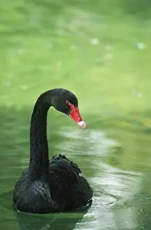 Atratus: Black Swan