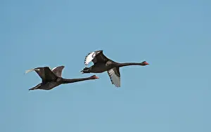 Jawbone: Black Swan