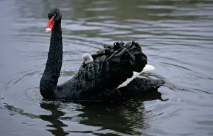 Atratus: Black Swan