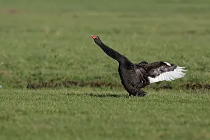 Atratus: Black Swan