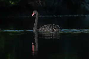Colin Marshall: Black Swan