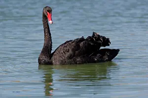 Alice: Black Swan - Alice Springs Water Treatment Plant