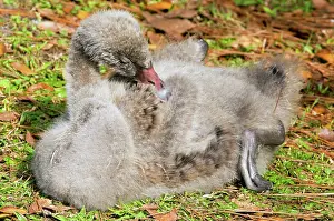 Cygnet: Black Swan Cygnet