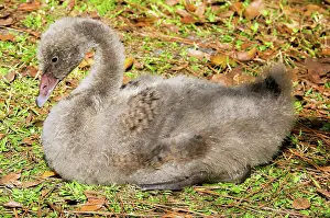 Cygnet: Black Swan Cygnet