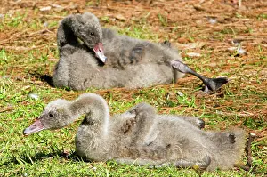 Cygnet: Black Swan Cygnet