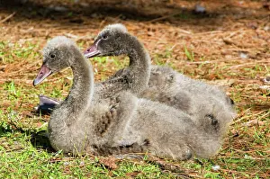 Cygnet: Black Swan Cygnet